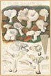 Clitocybe dealbata - Hans Baldung — näkymä teoksesta