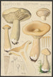 Clitocybe geotropa Bulliard - Hans Baldung — näkymä teoksesta