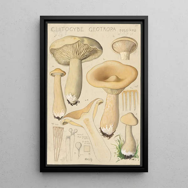 Clitocybe geotropa Bulliard - Hans Baldung — kehystetty taideteos seinällä