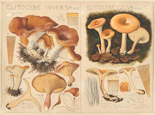 Clitocybe inversa ja Clitocybe gilva - Hans Baldung — näkymä teoksesta