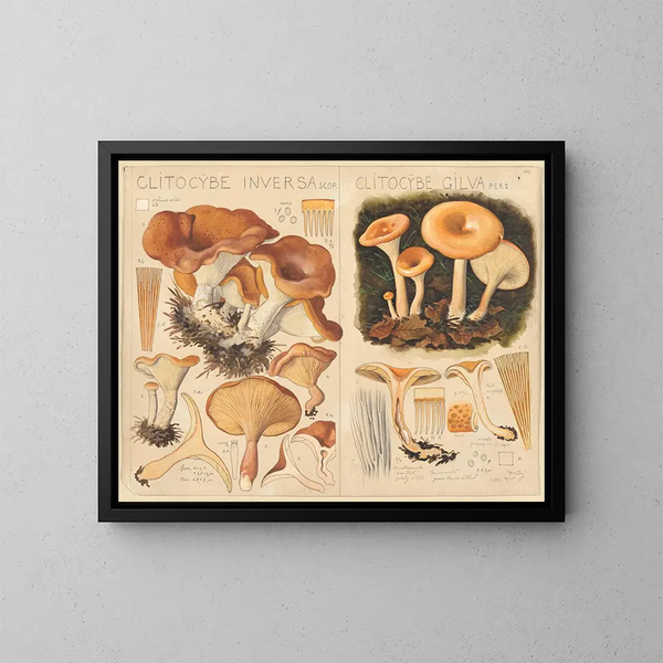 Clitocybe inversa ja Clitocybe gilva - Hans Baldung — kehystetty taideteos seinällä