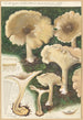 Clitocybe nébuleux - Hans Baldung — näkymä teoksesta