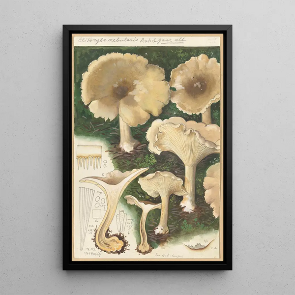 Clitocybe nébuleux - Hans Baldung — kehystetty taideteos seinällä