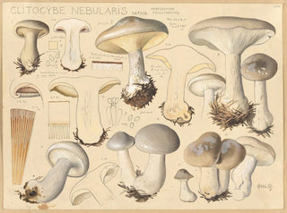 Clitocybe nébuleux - Hans Baldung — näkymä teoksesta
