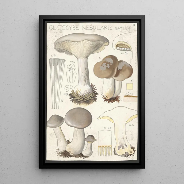 Clitocybe nébuleux Batsch 2 - Hans Baldung — kehystetty taideteos seinällä