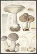 Clitocybe nébuleux Batsch 2 - Hans Baldung — näkymä teoksesta