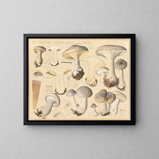 Clitocybe nébuleux - Hans Baldung — kehystetty taideteos seinällä