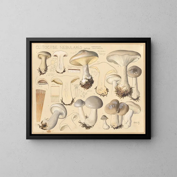 Clitocybe nébuleux - Hans Baldung — kehystetty taideteos seinällä