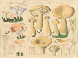 Clitocybe obsoleta ja Clitocybe géotrope - Hans Baldung — näkymä teoksesta