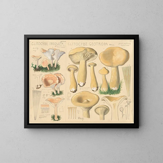 Clitocybe obsoleta ja Clitocybe géotrope - Hans Baldung — kehystetty taideteos seinällä