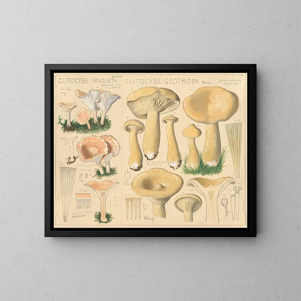 Clitocybe obsoleta ja Clitocybe géotrope - Hans Baldung — kehystetty taideteos seinällä