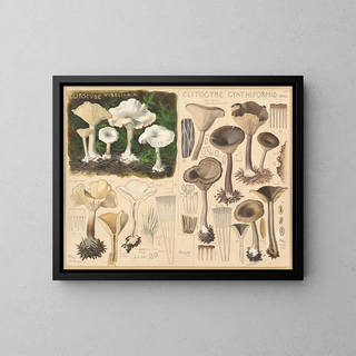 Hans Walty - Clitocybe vibecina Clitocybe cyathiformis.webp
