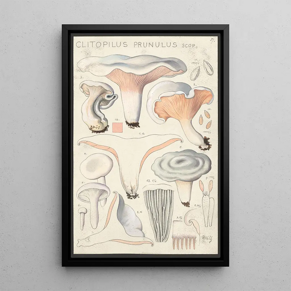 Clitopilus prunulus Scop - Hans Baldung — kehystetty taideteos seinällä