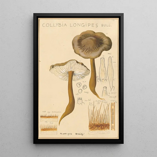 Hans Walty - Collybia longipes.webp