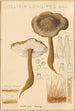 Collybie à long pied - Hans Baldung — näkymä teoksesta