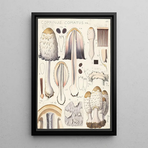 Coprin chevelu Fr - Hans Baldung — kehystetty taideteos seinällä