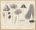 Coprinus lagopus - Hans Baldung — näkymä teoksesta