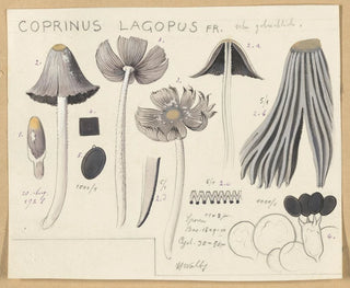 Hans Walty - Coprinus lagopus Fr.webp