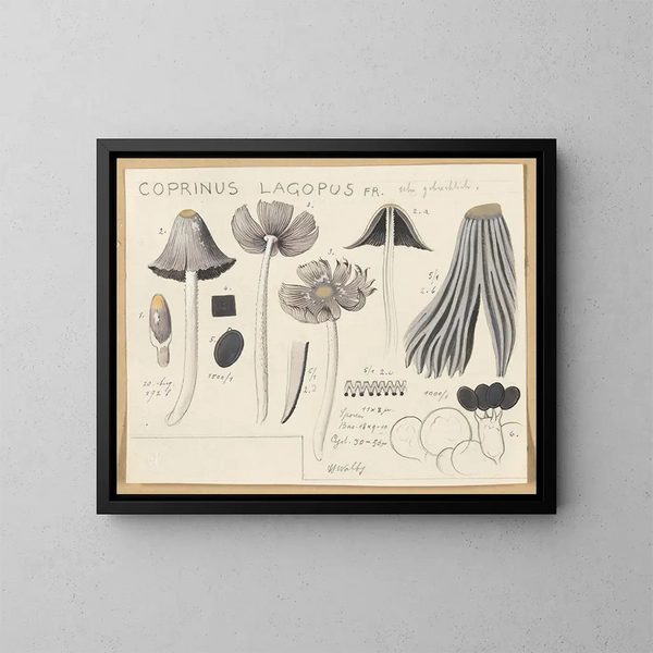 Coprinus lagopus - Hans Baldung — kehystetty taideteos seinällä