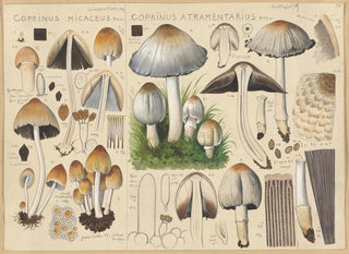Hans Walty - Coprinus micaceus Coprinus atramentarius.webp
