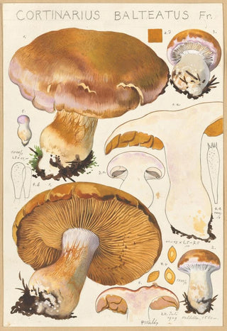 Hans Walty - Cortinarius Balteatus Fr.webp