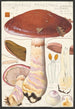 Cortinaire remarquable Cordier Saccardo - Hans Baldung — näkymä teoksesta