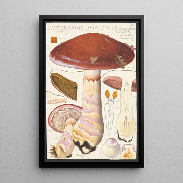 Cortinaire remarquable Cordier Saccardo - Hans Baldung — kehystetty taideteos seinällä