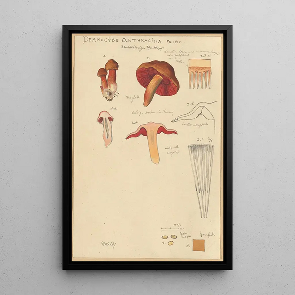 Dermocybe anthracina Fr - Hans Baldung — kehystetty taideteos seinällä