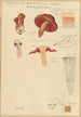 Dermocybe anthracina Fr - Hans Baldung — näkymä teoksesta