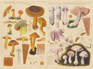 Hans Walty - Dermocybe cinnamomea Inoloma alboviolaceum.webp