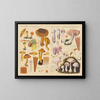 Hans Walty - Dermocybe cinnamomea Inoloma alboviolaceum.webp