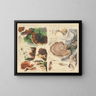 Hans Walty - Fomes fraxineus Placodes betulinus.webp