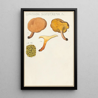 Hans Walty - Gyrodon sistotrema Fr.webp