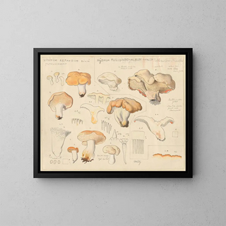 Hans Walty - Hydnum repandum Hydnum fuligineoalbum.webp