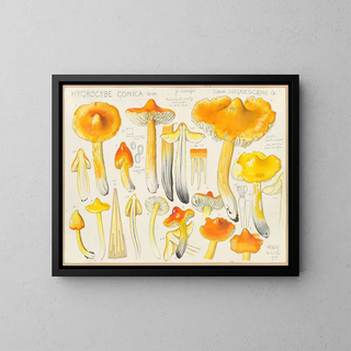 Hans Walty - Hygrocybe conica Scop subsp nigrescens Q.webp