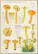 Hygrocybe obrussea Fries - Hans Baldung — näkymä teoksesta