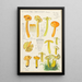 Hygrocybe obrussea Fries - Hans Baldung — kehystetty taideteos seinällä