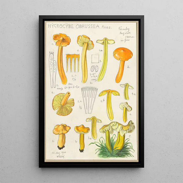 Hygrocybe obrussea Fries - Hans Baldung — kehystetty taideteos seinällä