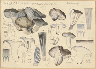 Hans Walty - Hygrophorus marzuolus Fr.webp