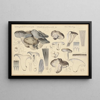 Hans Walty - Hygrophorus marzuolus Fr.webp