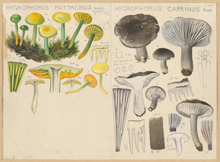 Hans Walty - Hygrophorus psittacinus Hygrophorus caprinus.webp