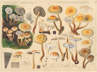 Hypholoma capnoides - Hans Baldung — näkymä teoksesta