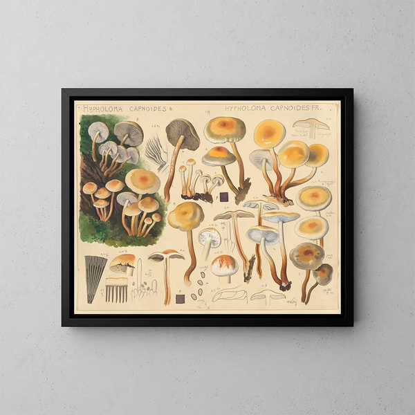 Hypholoma capnoides - Hans Baldung — kehystetty taideteos seinällä