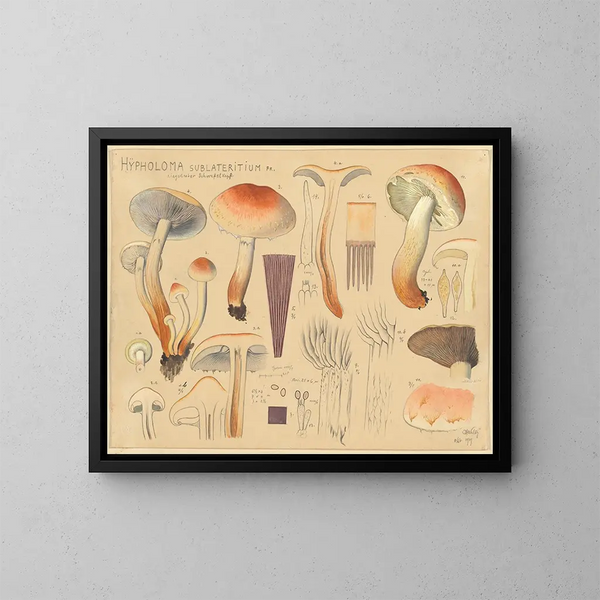 Hypholoma sublateritium - Hans Baldung — kehystetty taideteos seinällä