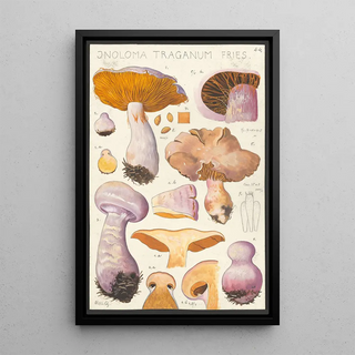 Hans Walty - Inoloma Traganum Fries.webp