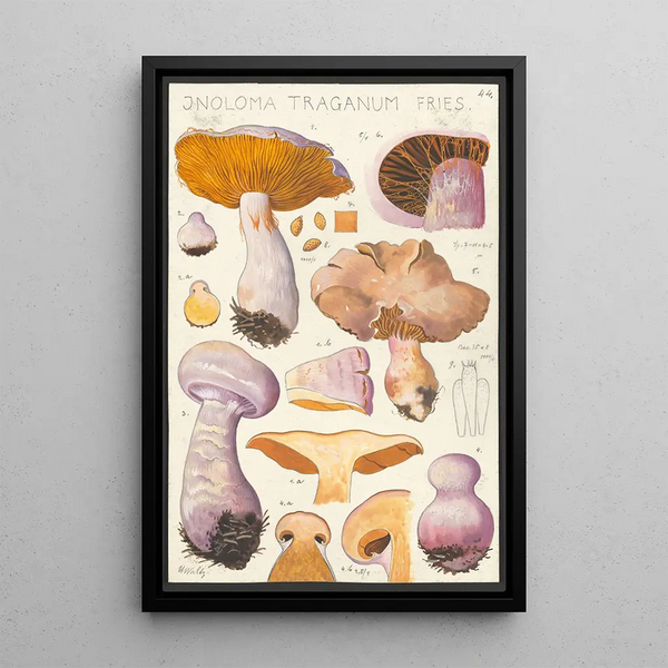 Inoloma traganum Fries - Hans Baldung — kehystetty taideteos seinällä
