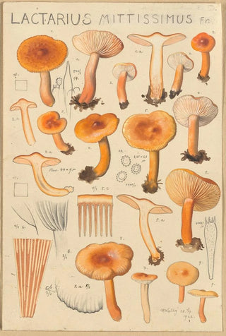 Hans Walty - Lactarius camphoratus Lactarius mittissimus.webp