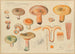 Lactarius deliciosus L - Hans Baldung — näkymä teoksesta