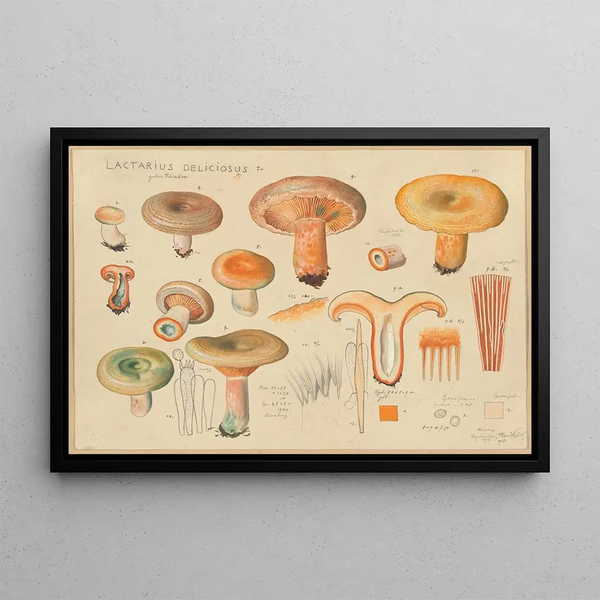Hans Walty - Lactarius deliciosus L.webp