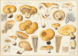 Hans Walty - Lactarius insulsus Fr.webp